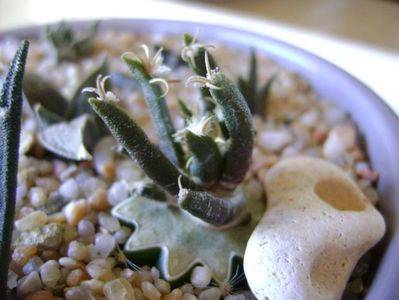 Ariocarpus agavoides v. sanluisensis (altoit)