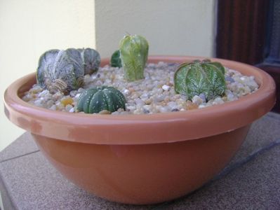 Grup de 7 Astrophytum; Astro. asterias cv. Big Areole
A. asterias
A. myriostigma cv. Fukuriyu x Marginata
A. myriostigma v. tricostatum
A. myriostigma v. quadricostatum
A. capricorne v. niveum, Cuatro Cienegas
