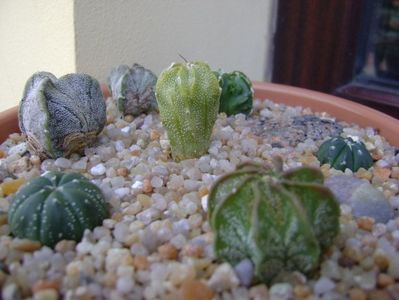 Grup de 7 Astrophytum; Astro. asterias cv. Big Areole
A. asterias
A. myriostigma cv. Fukuriyu x Marginata
A. myriostigma v. tricostatum
A. myriostigma v. quadricostatum
A. capricorne v. niveum, Cuatro Cienegas
