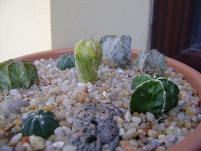 Grup de 7 Astrophytum; Astro. asterias cv. Big Areole
A. asterias
A. myriostigma cv. Fukuriyu x Marginata
A. myriostigma v. tricostatum
A. myriostigma v. quadricostatum
A. capricorne v. niveum, Cuatro Cienegas
