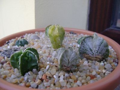 Grup de 7 Astrophytum; Astro. asterias cv. Big Areole
A. asterias
A. myriostigma cv. Fukuriyu x Marginata
A. myriostigma v. tricostatum
A. myriostigma v. quadricostatum
A. capricorne v. niveum, Cuatro Cienegas
