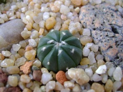 Astrophytum asterias cv. Big Areole (Ooibo)