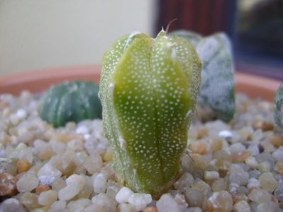 Astrophytum myriostigma hb. (clorofil-deficitar)