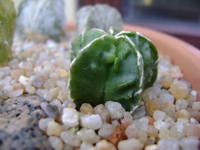 Astrophytum myriostigma cv. Fukuriyu x Marginata