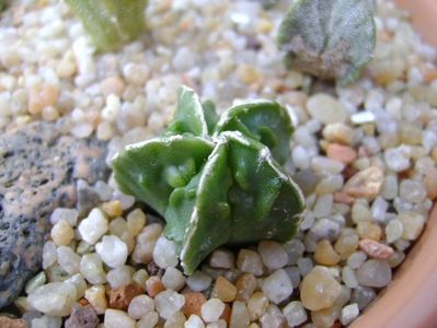 Astrophytum myriostigma cv. Fukuriyu x Marginata