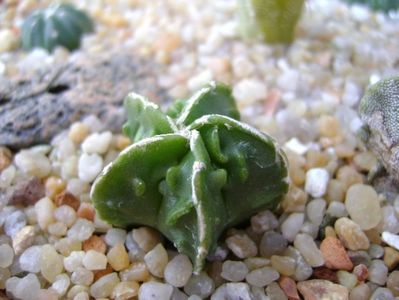 Astrophytum myriostigma cv. Fukuriyu x Marginata