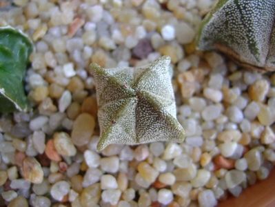 Astrophytum myriostigma v. quadricostatum