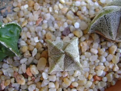 Astrophytum myriostigma v. quadricostatum