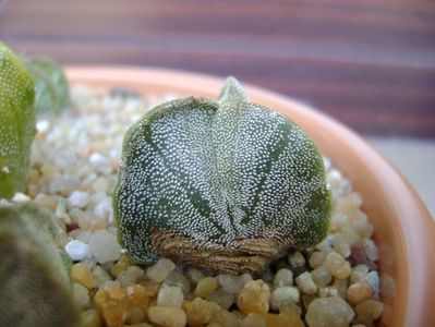 Astrophytum myriostigma v. tricostatum