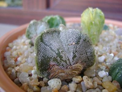 Astrophytum myriostigma v. tricostatum