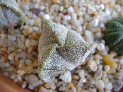 Astrophytum myriostigma v. tricostatum