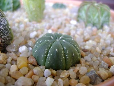 Astrophytum asterias (floare rosie)