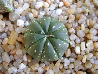 Astrophytum asterias (floare rosie)