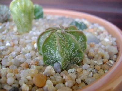 Astrophytum capricorne v. niveum, Cuatro Cienegas