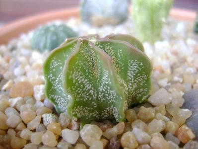 Astrophytum capricorne v. niveum, Cuatro Cienegas