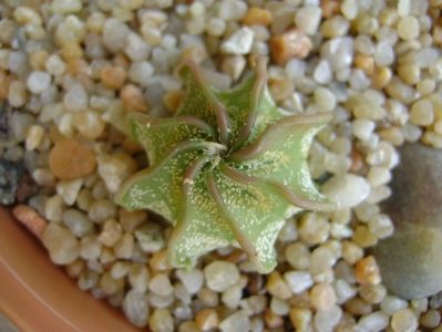 Astrophytum capricorne v. niveum, Cuatro Cienegas