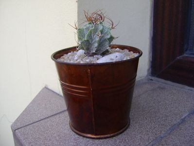 Astrophytum hb. ornatum x caput medusae