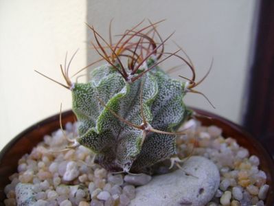 Astrophytum hb. ornatum x caput medusae