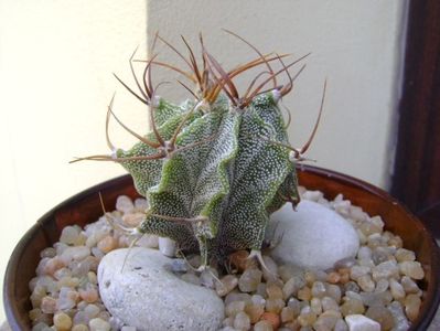 Astrophytum hb. ornatum x caput medusae