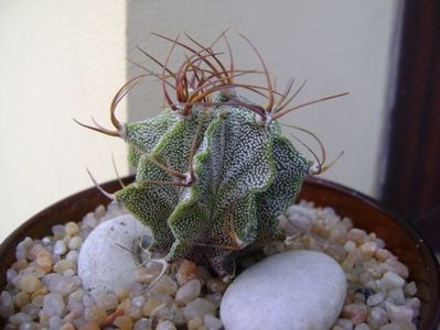 Astrophytum hb. ornatum x caput medusae