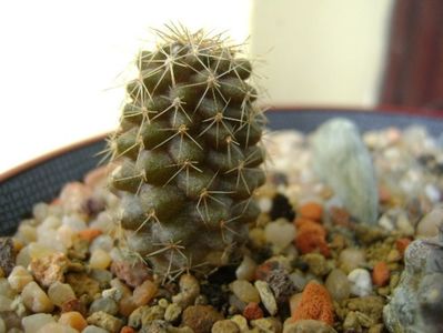 Copiapoa minima, Totoral Bajo, Ch.