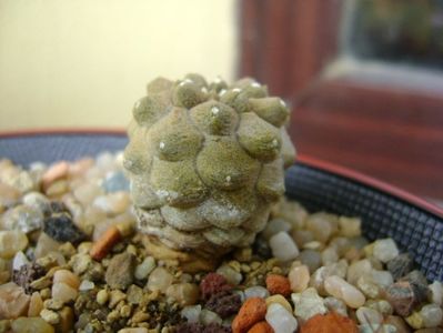 Copiapoa hypogaea cv. Lizard Skin