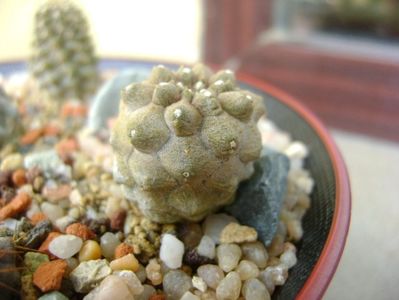 Copiapoa hypogaea cv. Lizard Skin