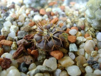 Copiapoa gigantea v. haseltoniana