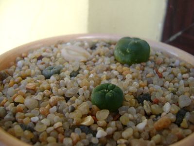 Grup de 3 Lophophora; Lophophora diffusa v Koehresii
Lophophora lutea
Lophophora williamsii v. texana
