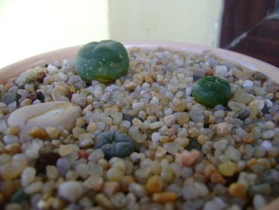 Grup de 3 Lophophora; Lophophora diffusa v. Koehresii
Lophophora lutea
Lophophora williamsii v. texana
