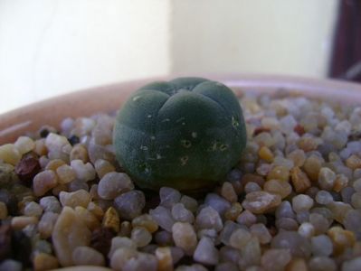 Lophophora lutea