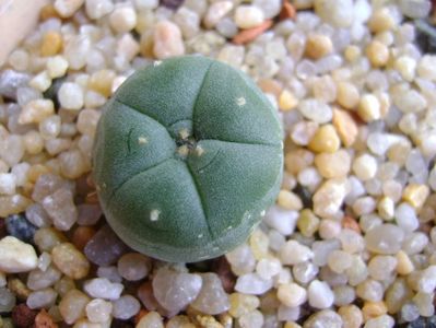 Lophophora lutea