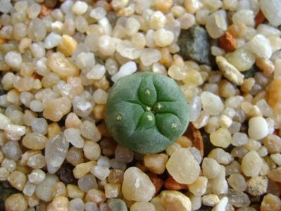 Lophophora diffusa v. Koehresii