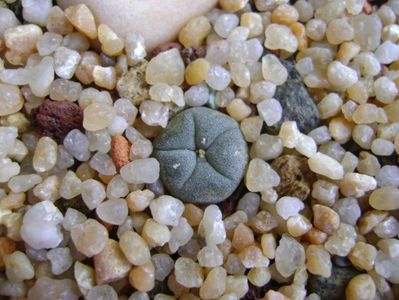 Lophophora williamsii v. texana