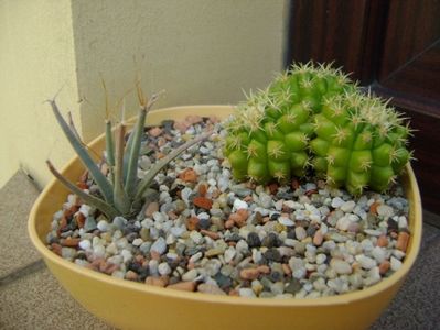 Echinocactus grusonii v. brevispinus & Leuchtembergia principis v. trachythele