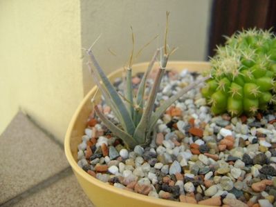 Echinocactus grusonii v. brevispinus & Leuchtembergia principis v. trachythele