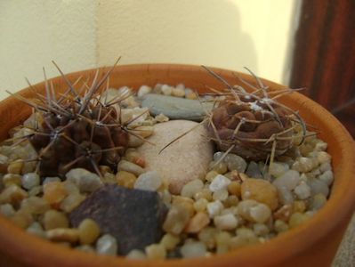 Grup de 2 Gymnocalycium; Gymnocalycium gibbosum v. nigrum
Gymnocalycium spegazzinii ssp. sarkae, KP54, San Felipe, AG
