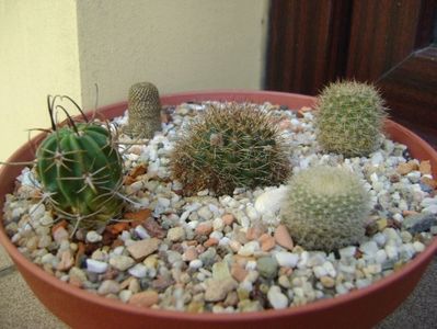 Grup de 5 cactusi; Lobivia arachnacantha v. densiseta
Brasilicactus haselbergii (Parodia haselbergii) 
Aylostera heliosa
Aylostera fiebrigii
Lobivia ferox v. longispina
