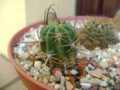 Lobivia ferox v. longispina