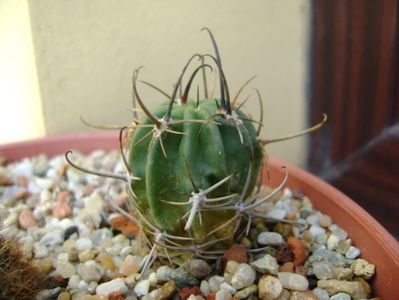 Lobivia ferox v. longispina