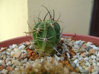 Lobivia ferox v. longispina