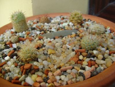 Grup de 7 Mammillaria; Mammi. perezdelarosae
Mammi. stella-de-tacubaya
Mammi. peninsularis
Mammi. perbella v. lanata
Mammi. boolii
Mammi. machuchae
Mammi. grahamii
