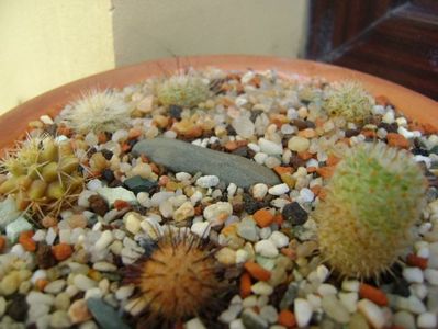 Grup de 7 Mammillaria; Mammi. perezdelarosae
Mammi. stella-de-tacubaya
Mammi. peninsularis
Mammi. perbella v. lanata
Mammi. boolii
Mammi. machuchae
Mammi. grahamii
