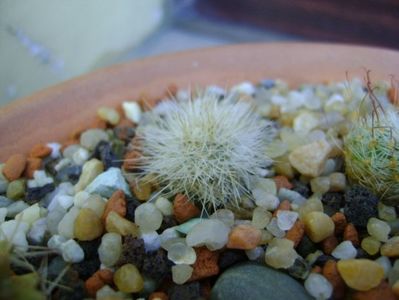 Mammillaria machuchae