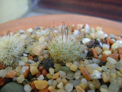 Mammillaria grahamii