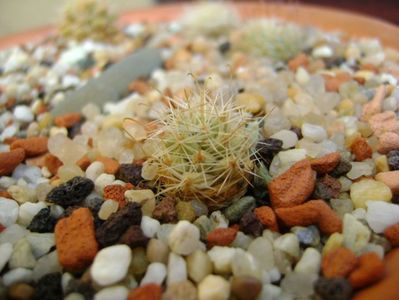 Mammillaria boolii