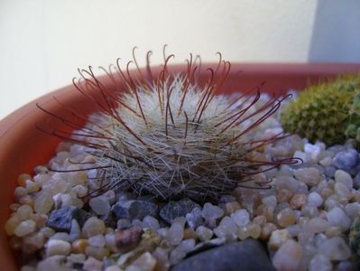 Mammillaria longiflora