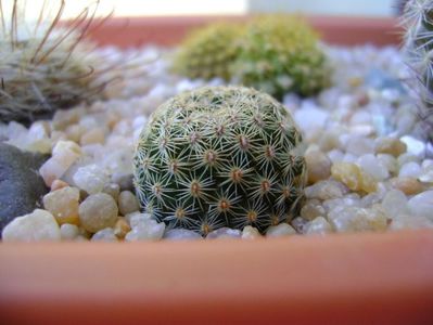 Mammillaria sp.