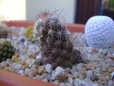 Mammillaria fraileana