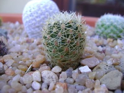 Mammillaria napina